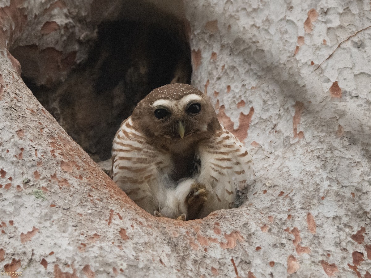 White-browed Owl - ML647558217