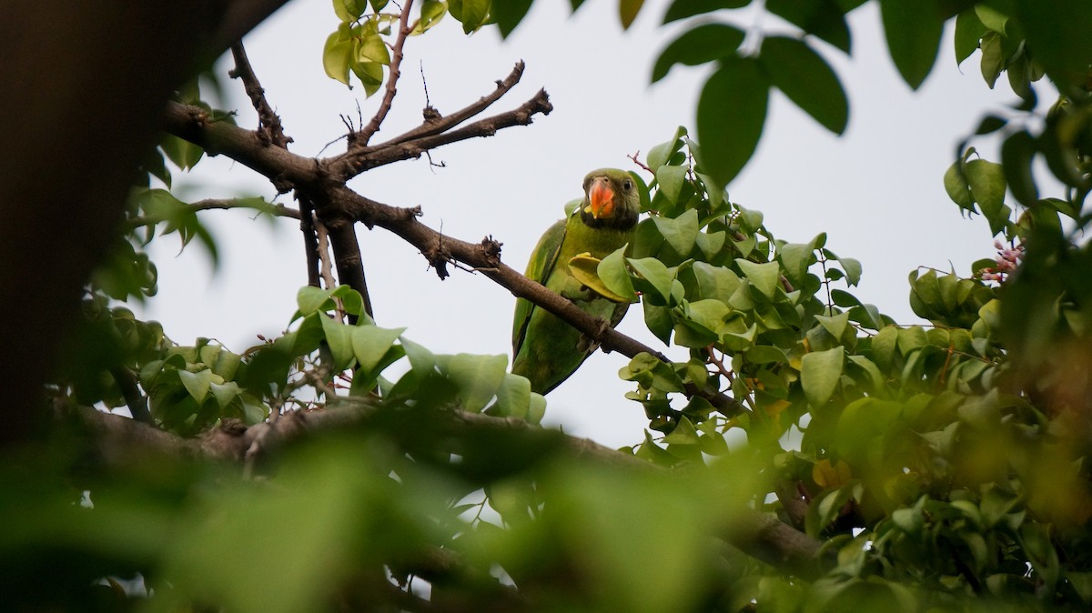 Red-breasted Parakeet - ML647558218