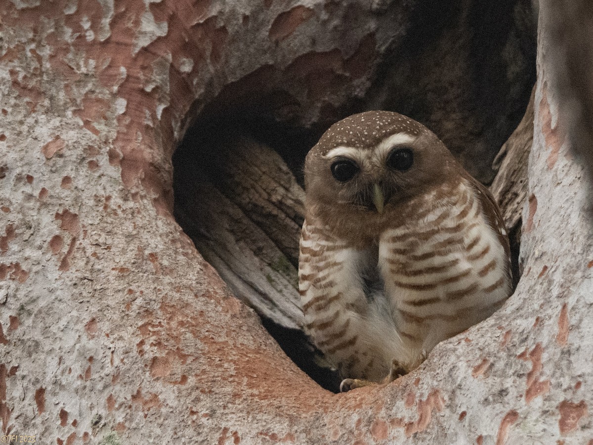 White-browed Owl - ML647558219