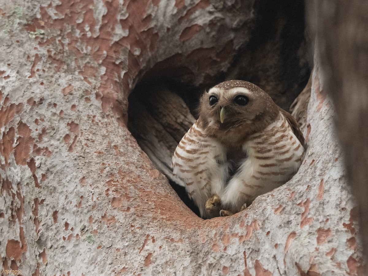 White-browed Owl - ML647558223