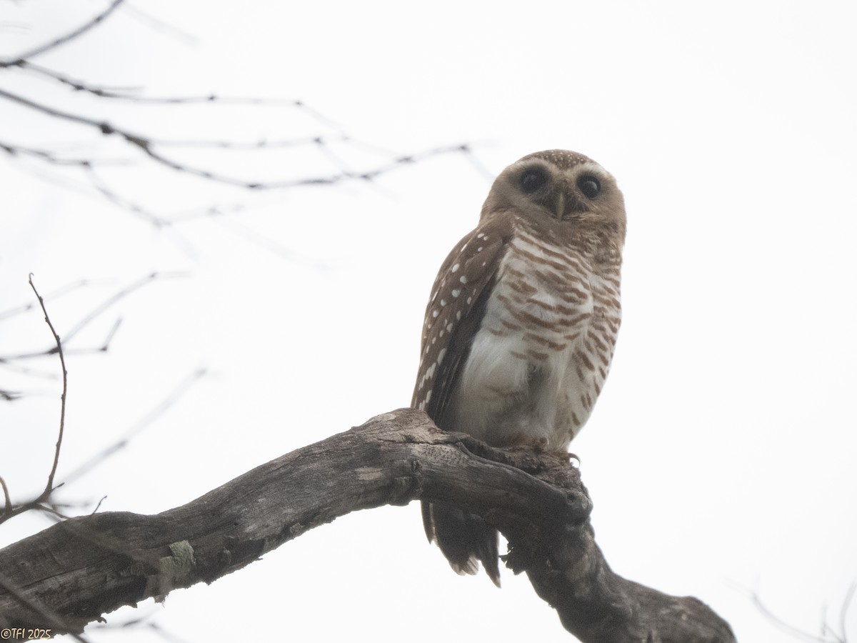 White-browed Owl - ML647558224