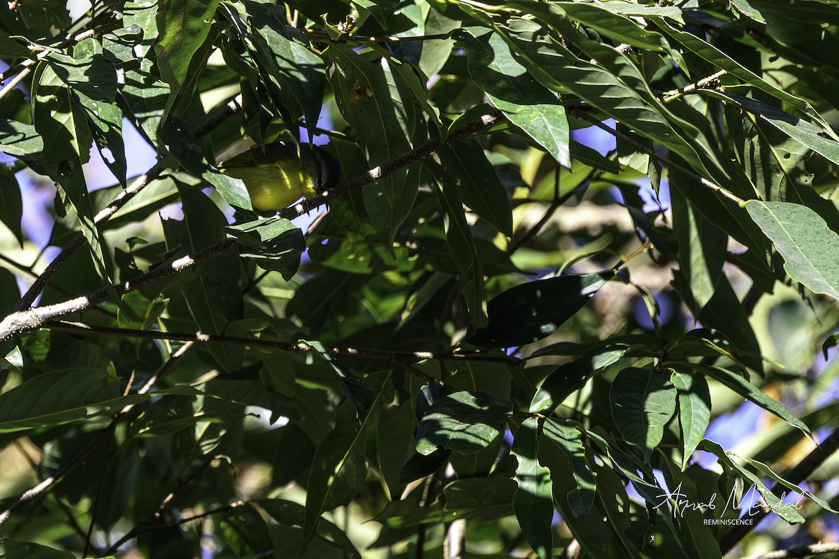 Gray-hooded Warbler - ML647558231