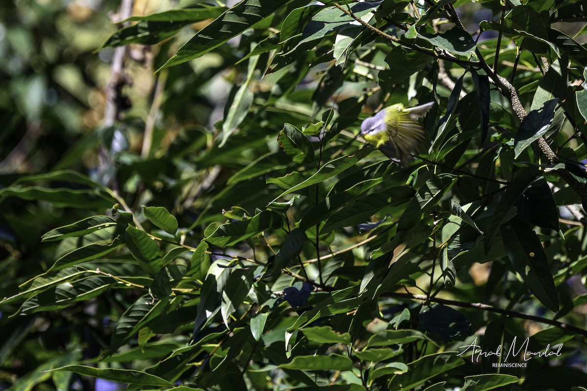 Gray-hooded Warbler - ML647558232