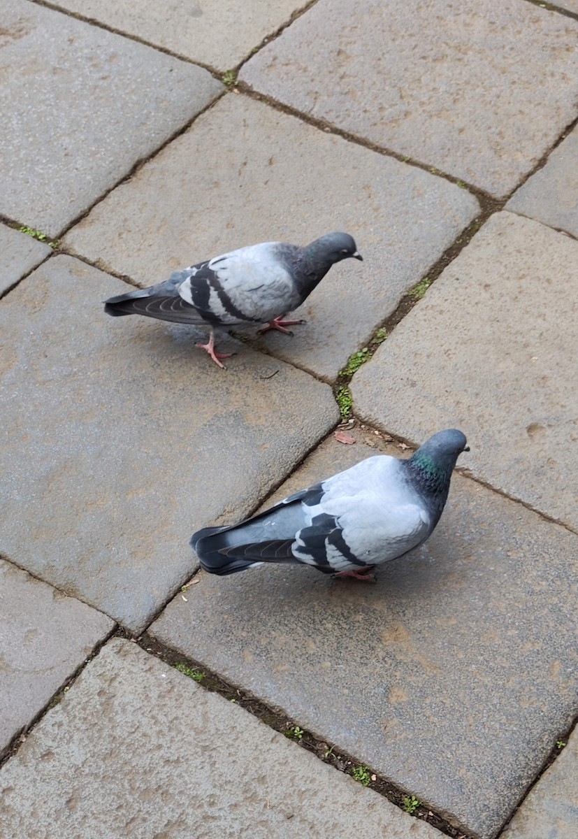 野鴿(野化) - ML647558234