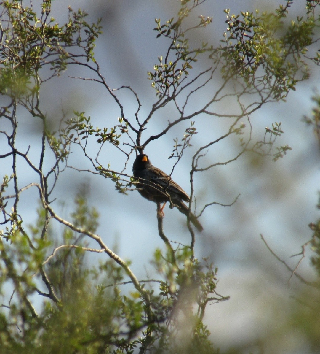 Carbonated Sierra Finch - ML647558245