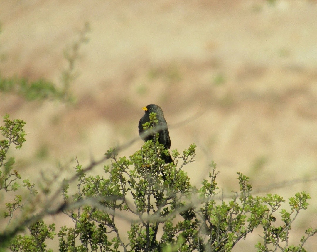 Carbonated Sierra Finch - ML647558246