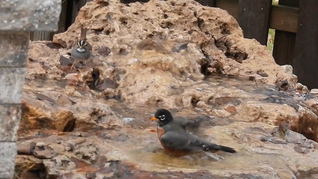 White-throated Sparrow - ML647558263