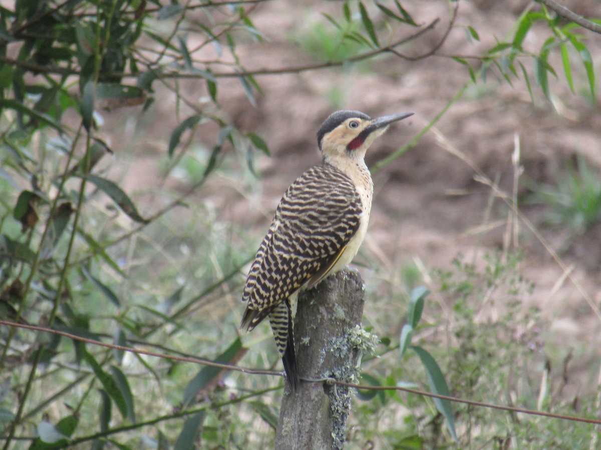 Andean Flicker - ML647558265