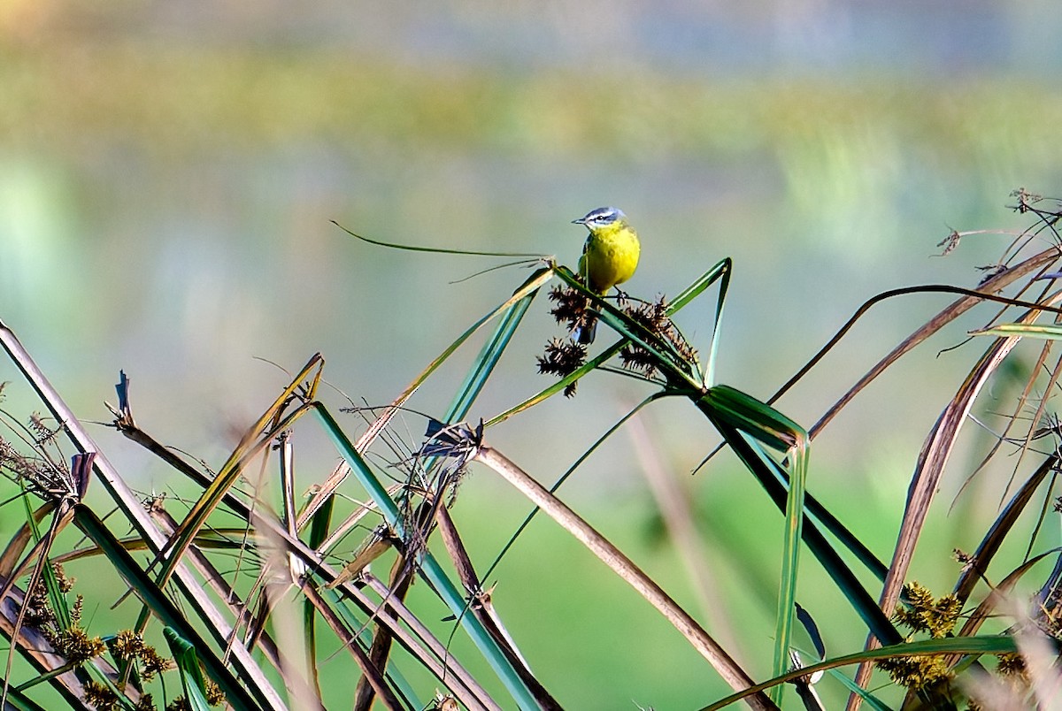 Western Yellow Wagtail - ML647558267