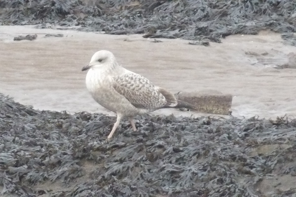 European Herring Gull - ML647558268