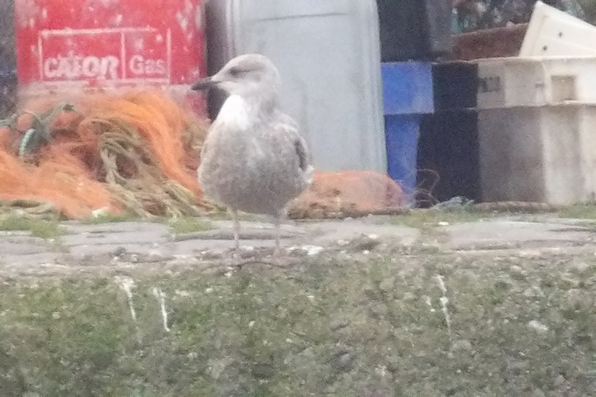 European Herring Gull - ML647558269