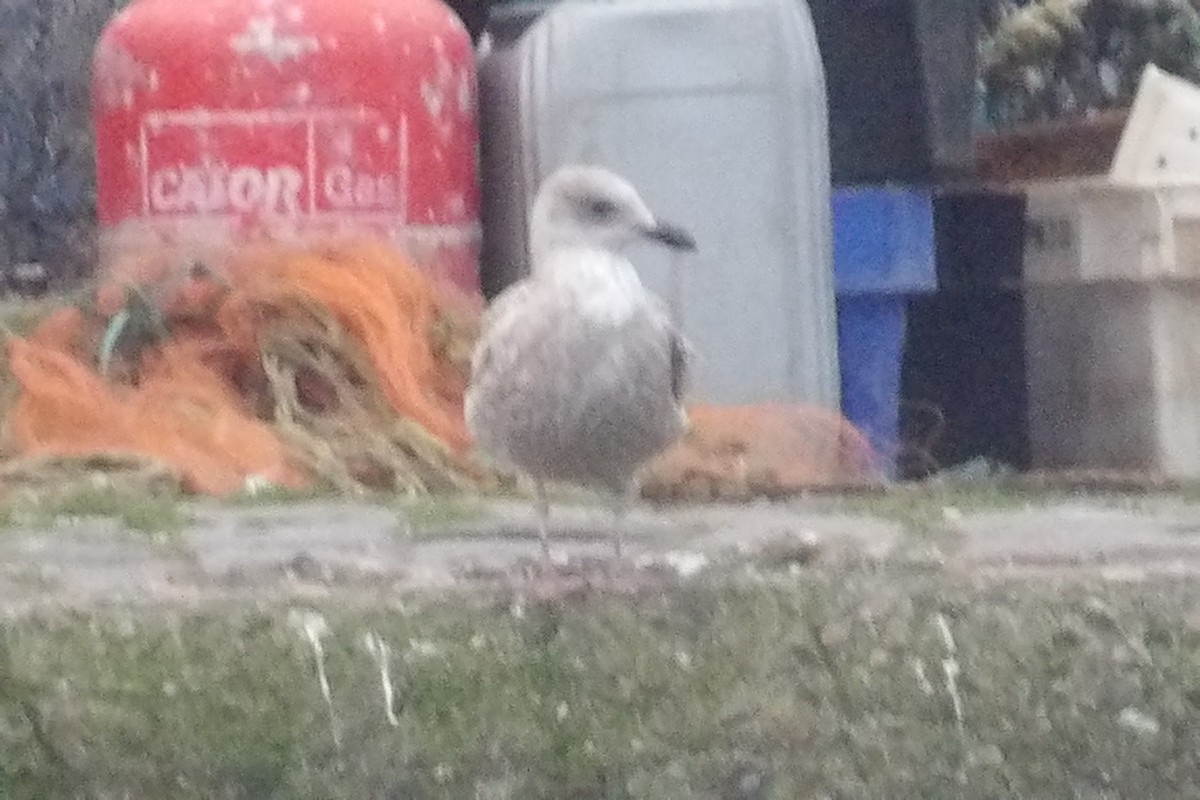 European Herring Gull - ML647558270