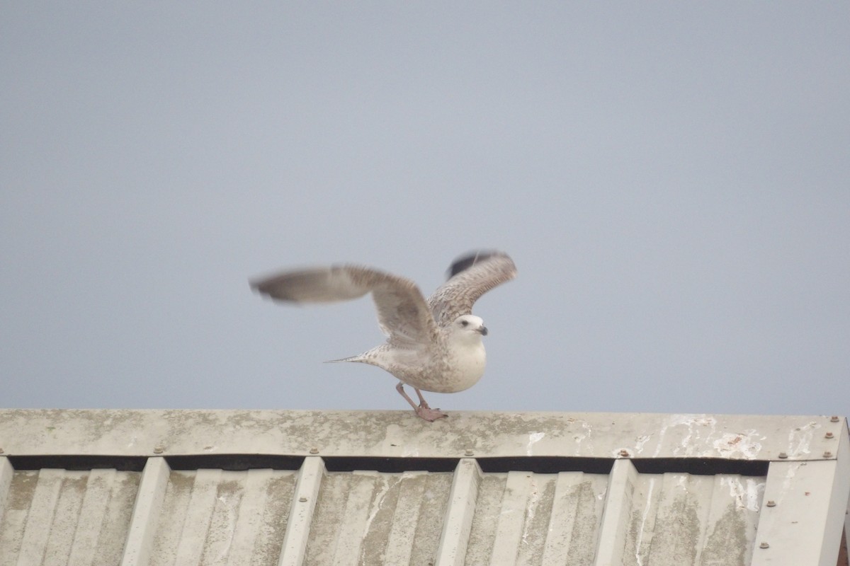 European Herring Gull - ML647558271