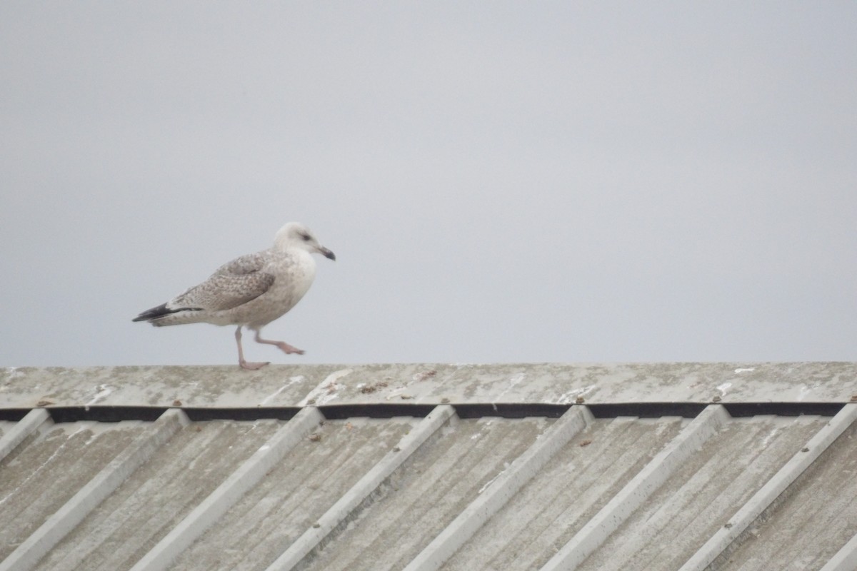 European Herring Gull - ML647558272