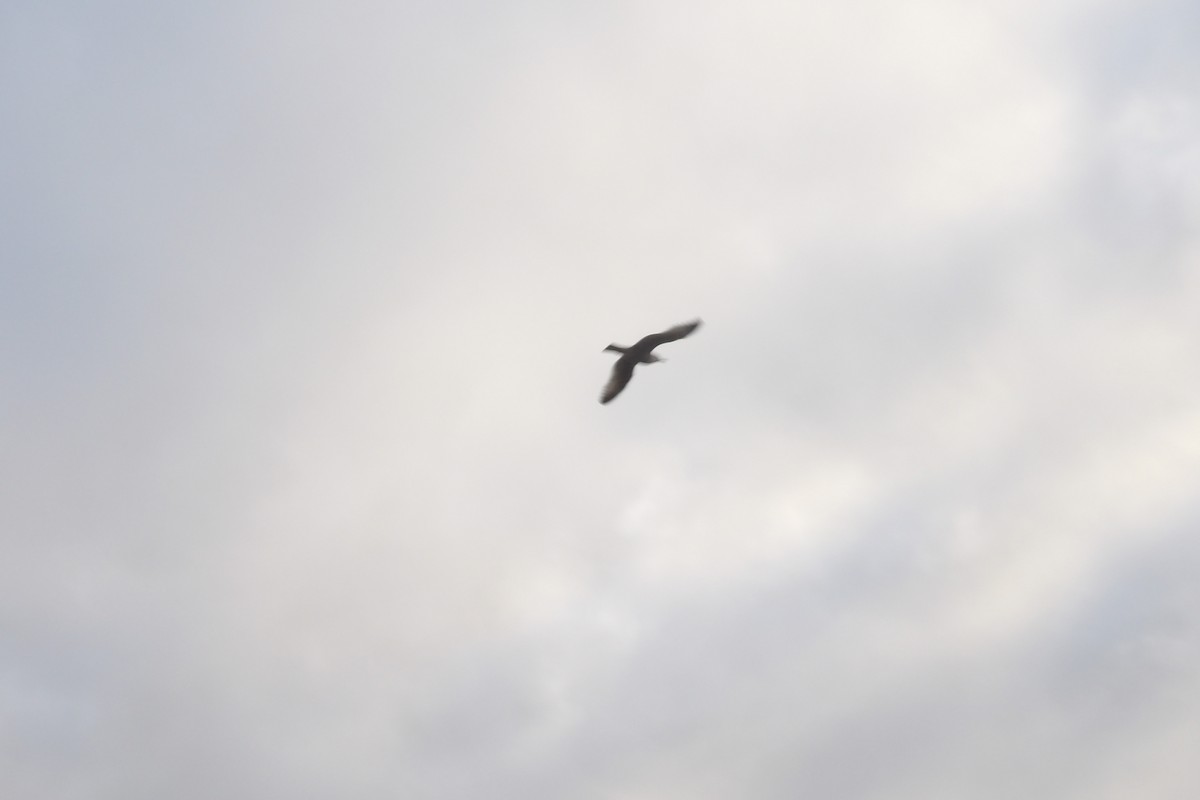 European Herring Gull - ML647558273