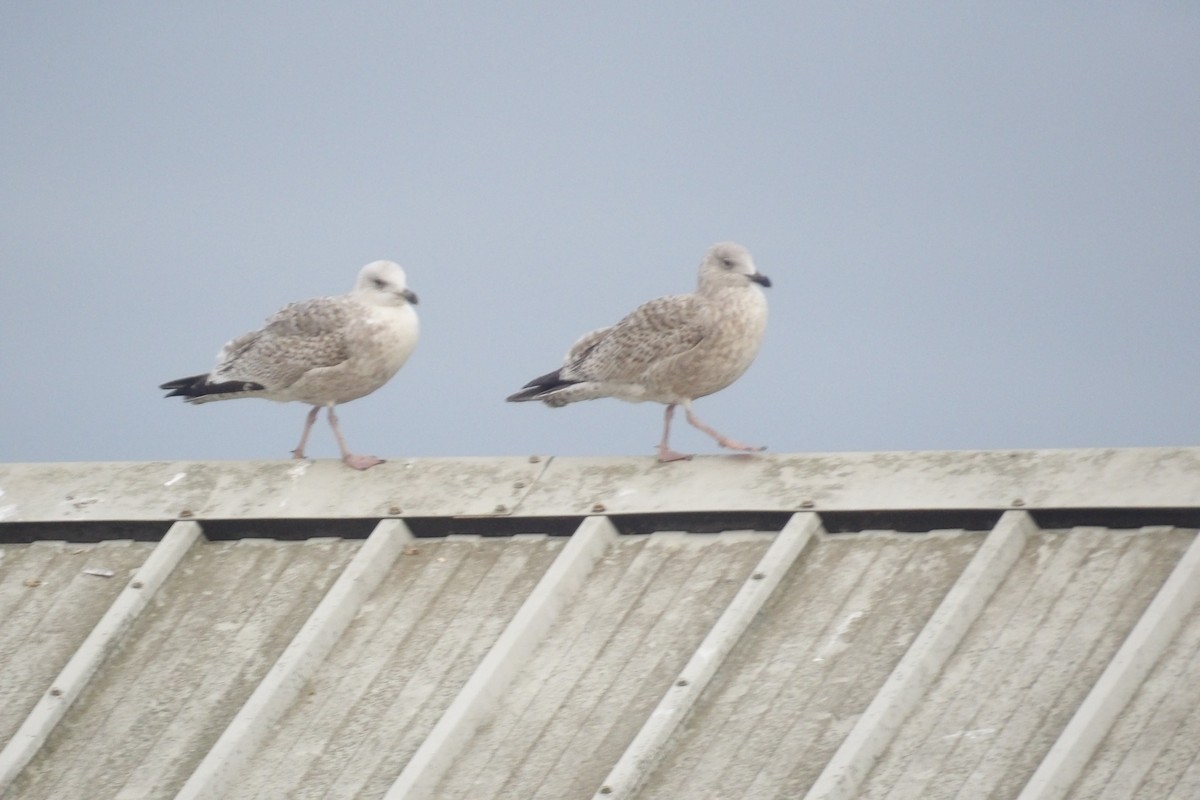 European Herring Gull - ML647558274