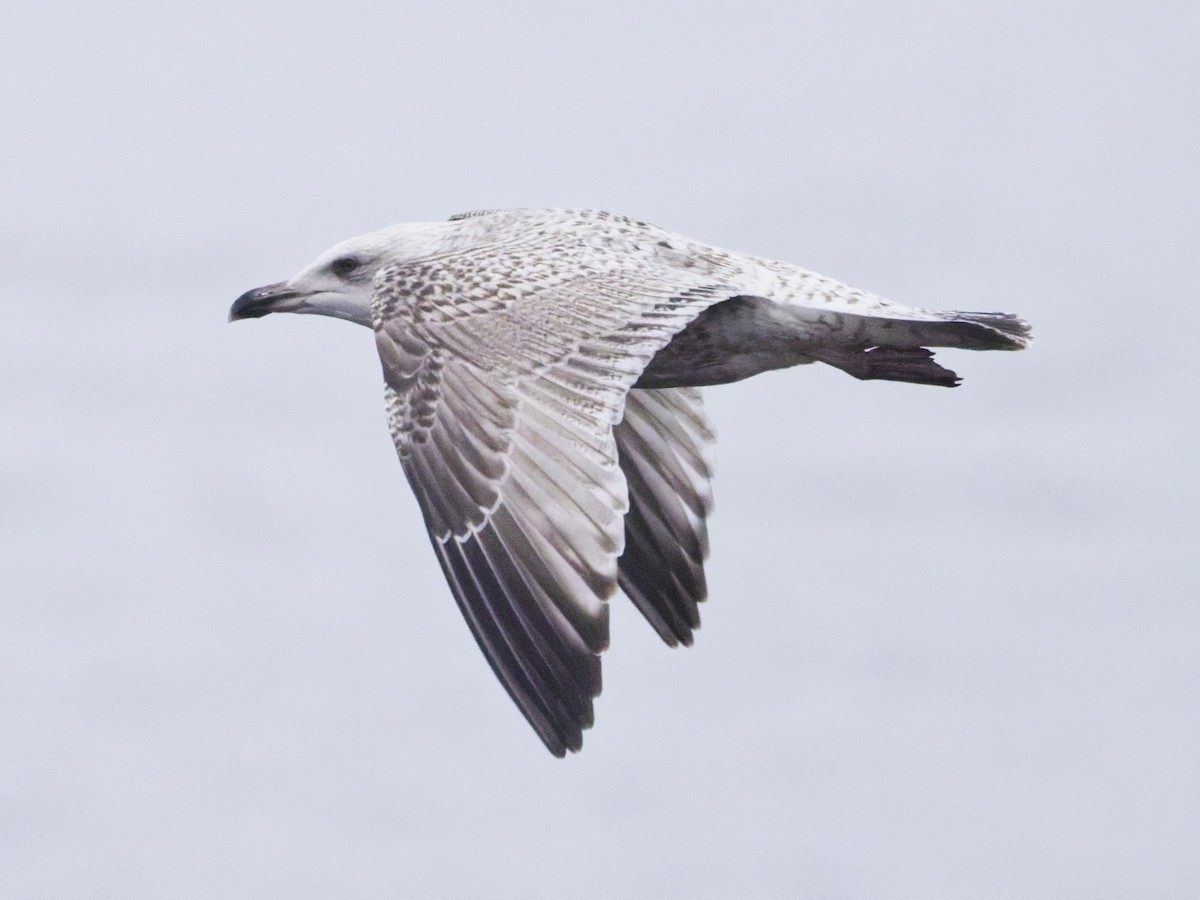 European Herring Gull - ML647558275