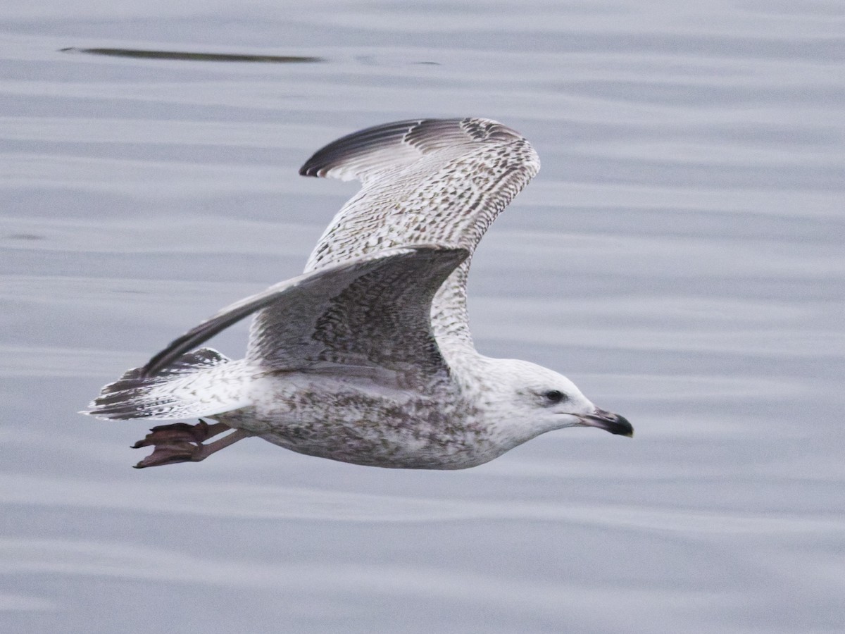 European Herring Gull - ML647558276