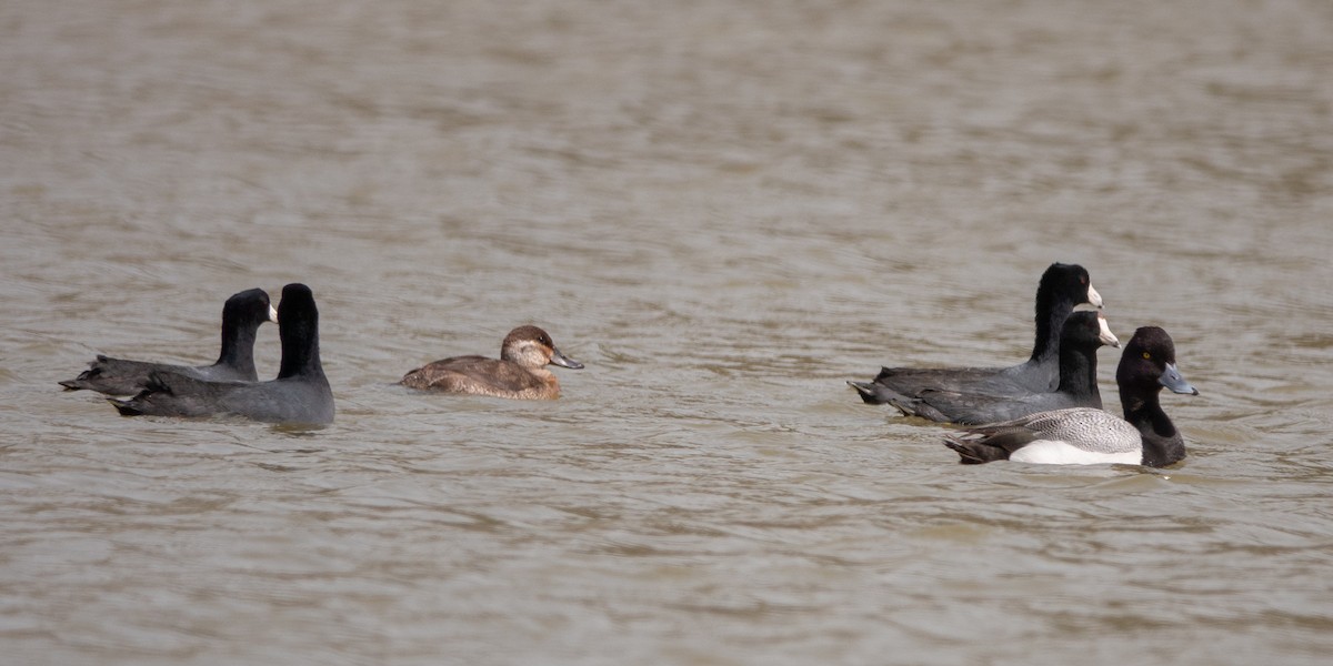 Ruddy Duck - ML647558277
