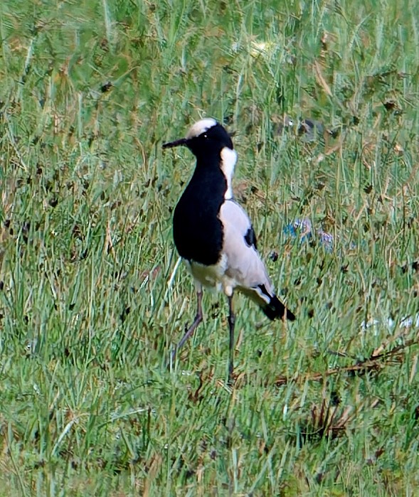 Blacksmith Lapwing - ML647558278