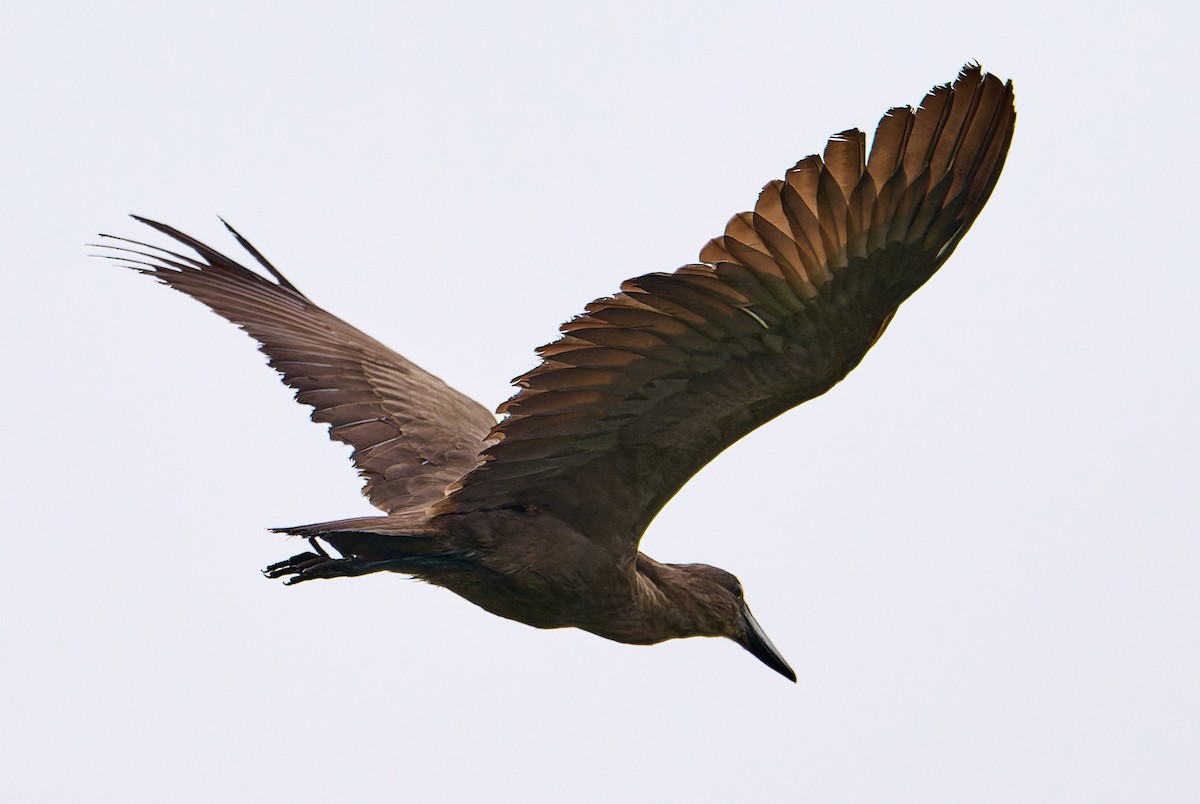 Hamerkop - ML647558279
