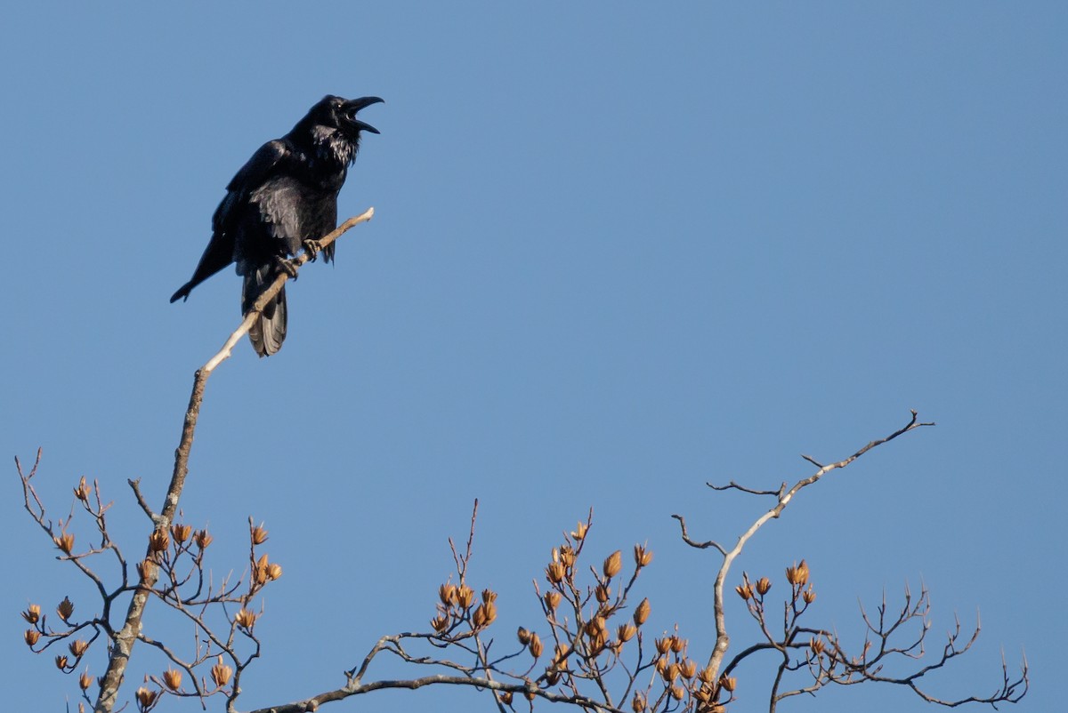 Common Raven - ML647558281