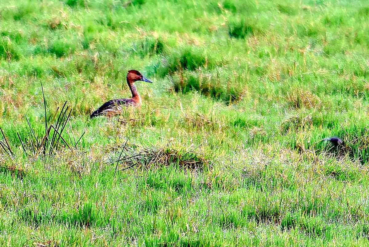 Fulvous Whistling-Duck - ML647558282