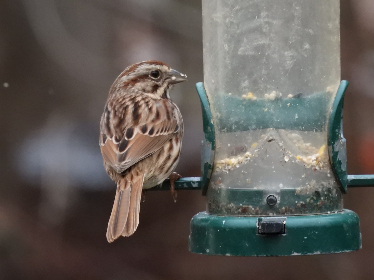 Song Sparrow - ML647558283