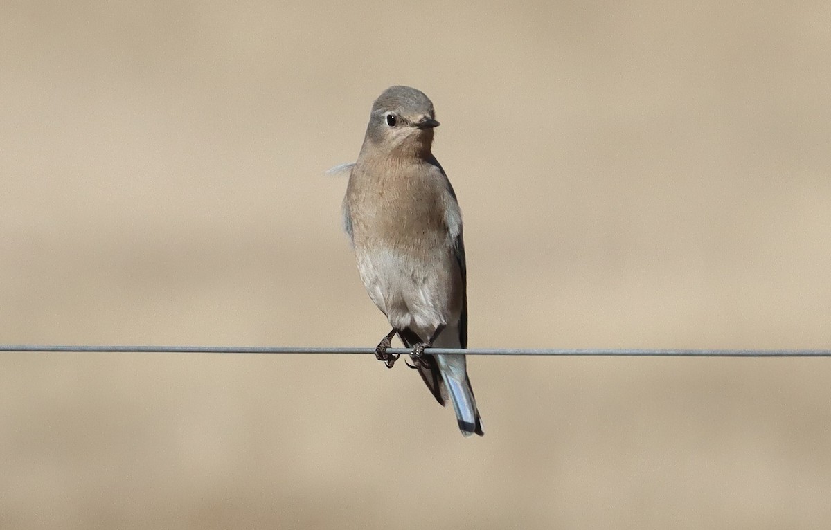 Mountain Bluebird - ML647558284