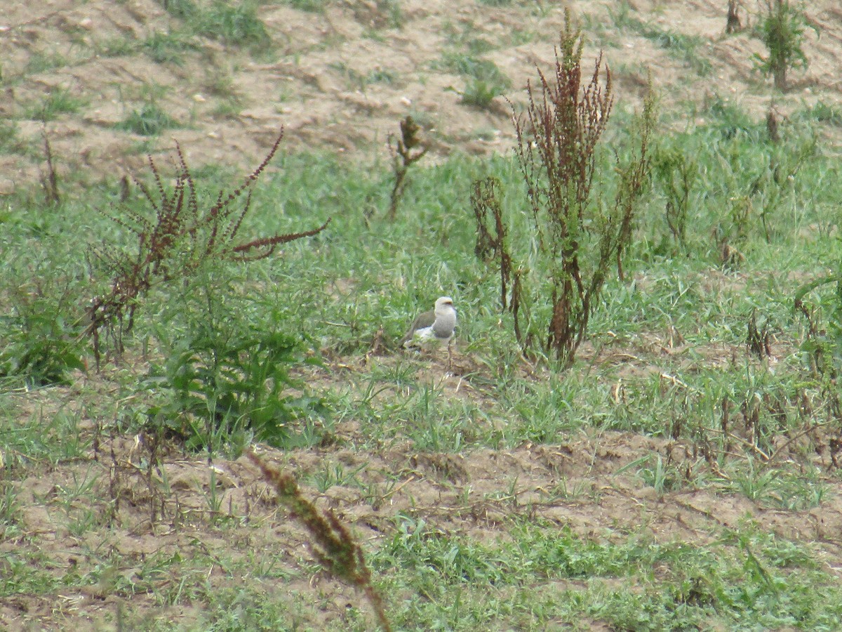 Andean Lapwing - ML647558286