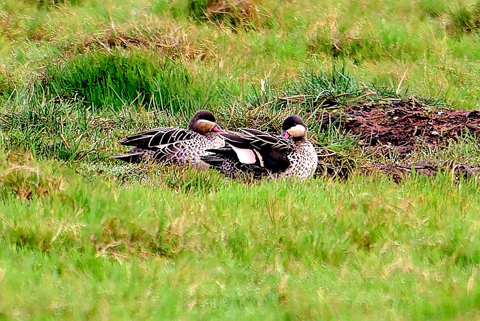 Red-billed Duck - ML647558287