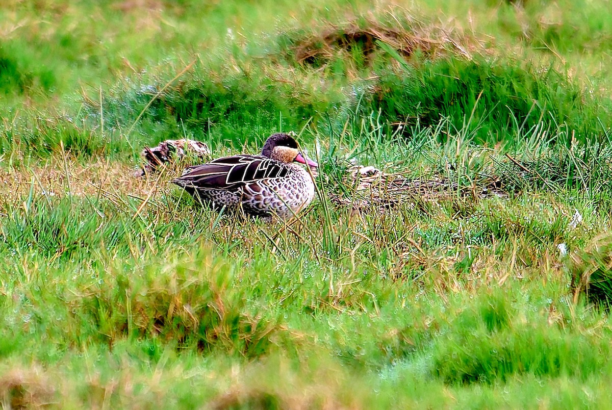 Red-billed Duck - ML647558288