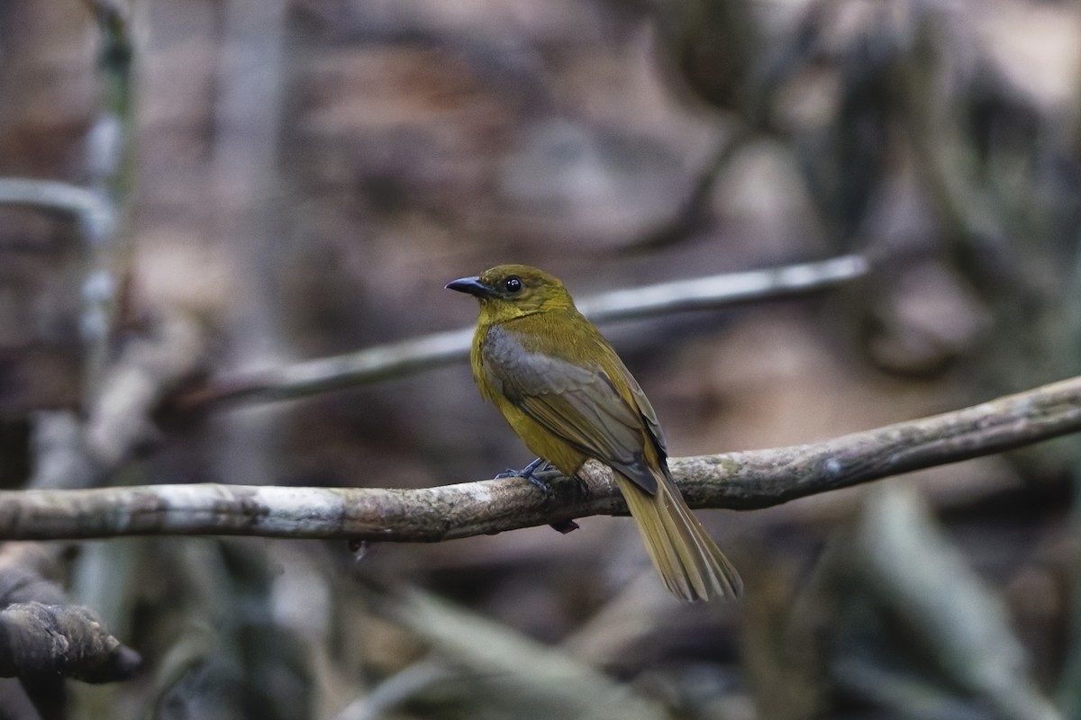 Red-crowned Ant-Tanager - ML647558289