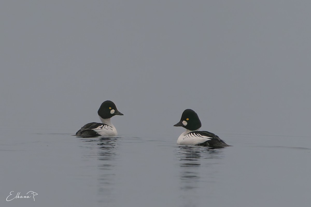 Common Goldeneye - ML647558292