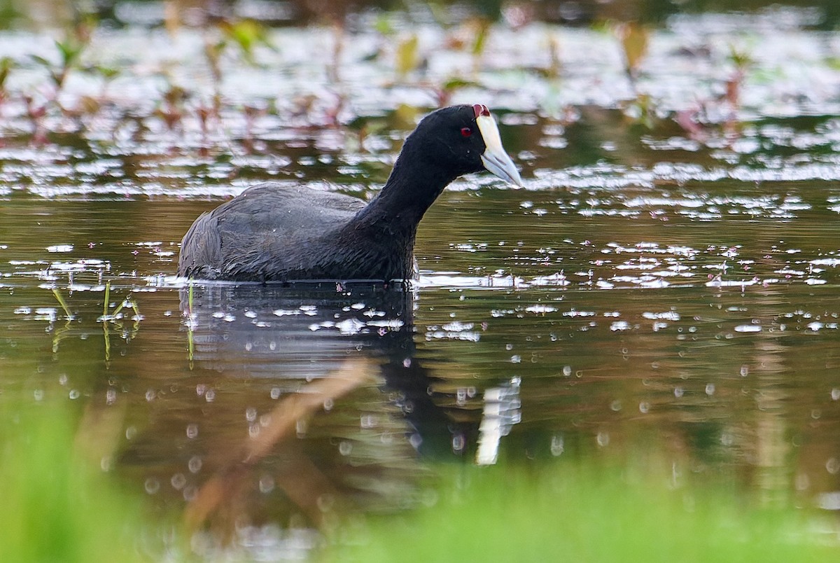 Red-knobbed Coot - ML647558294