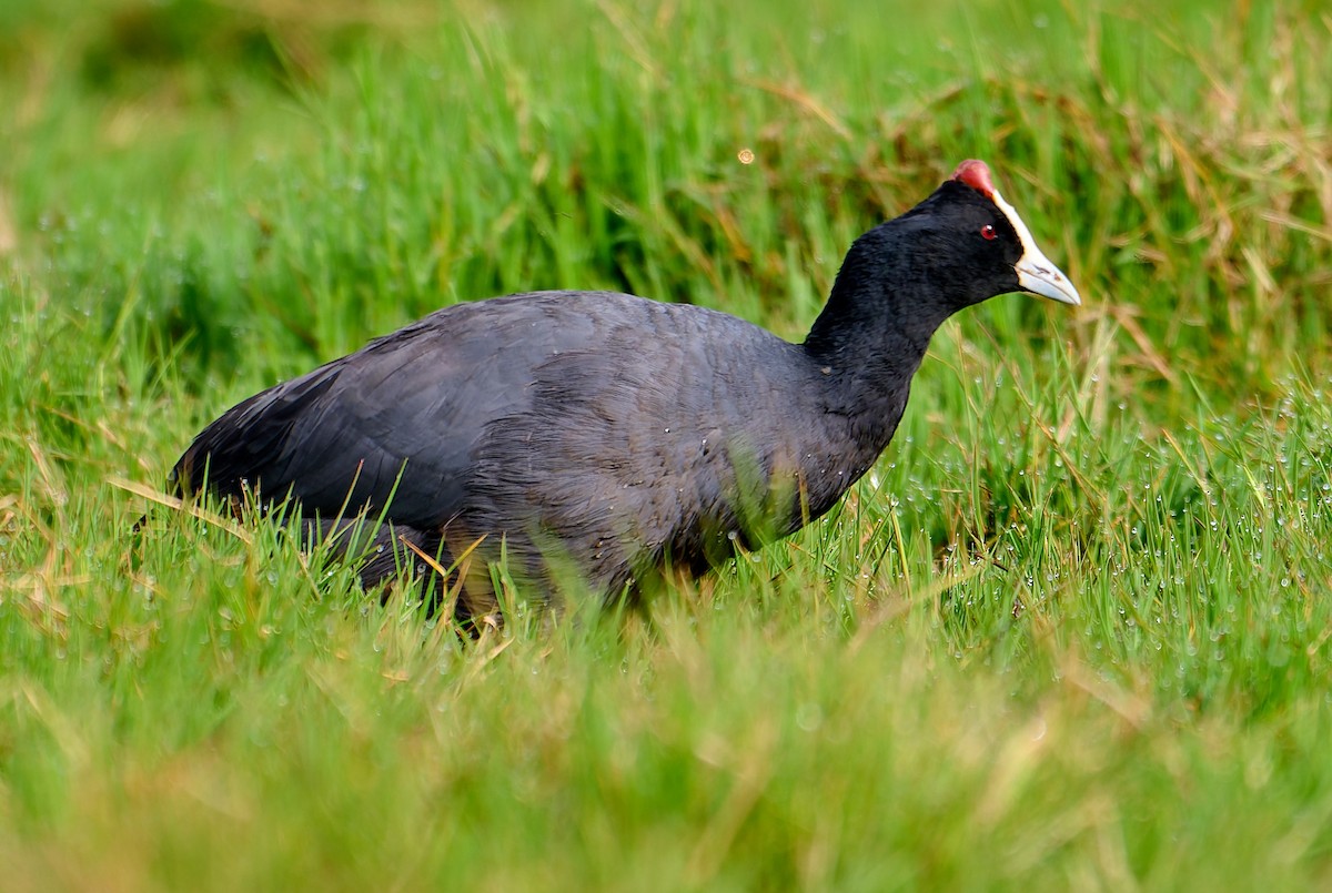 Red-knobbed Coot - ML647558295