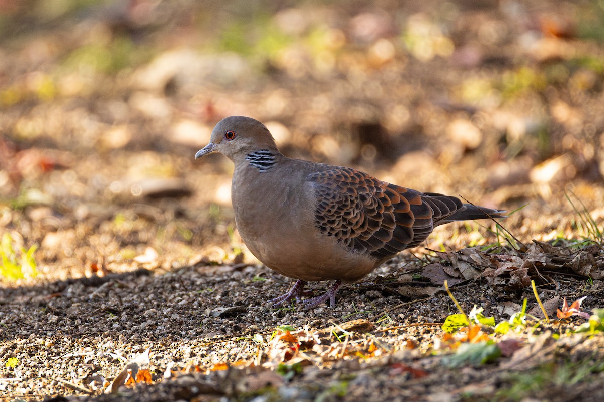Oriental Turtle-Dove - ML647558296