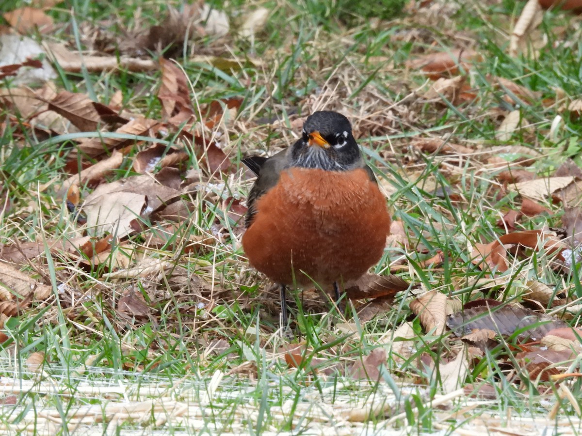 American Robin - ML647558297