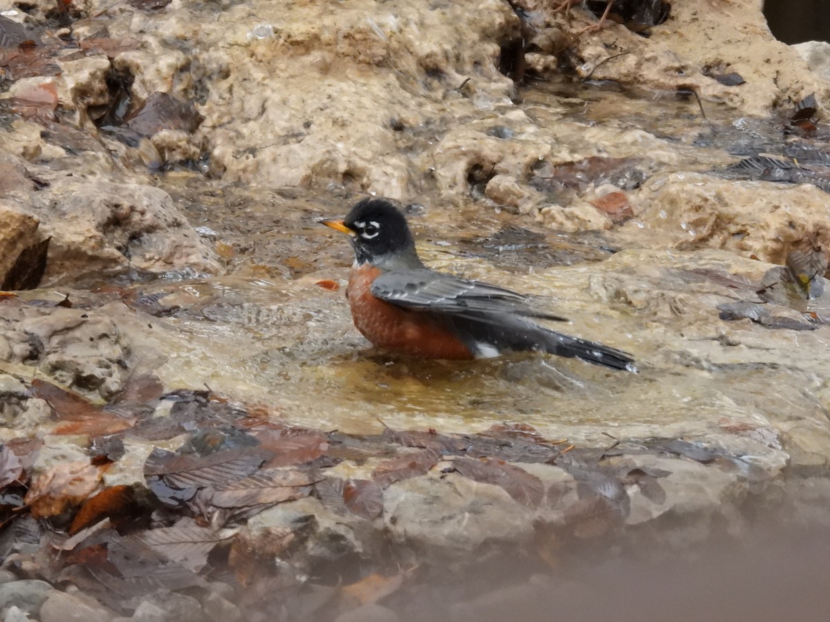 American Robin - ML647558298