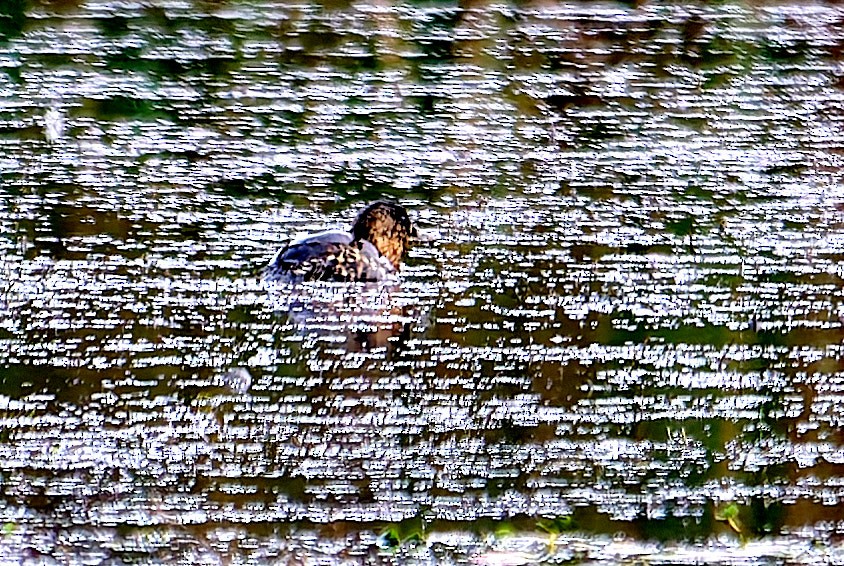 Pato Dorsiblanco - ML647558299