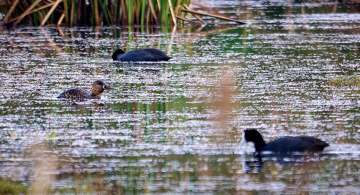 Pato Dorsiblanco - ML647558300