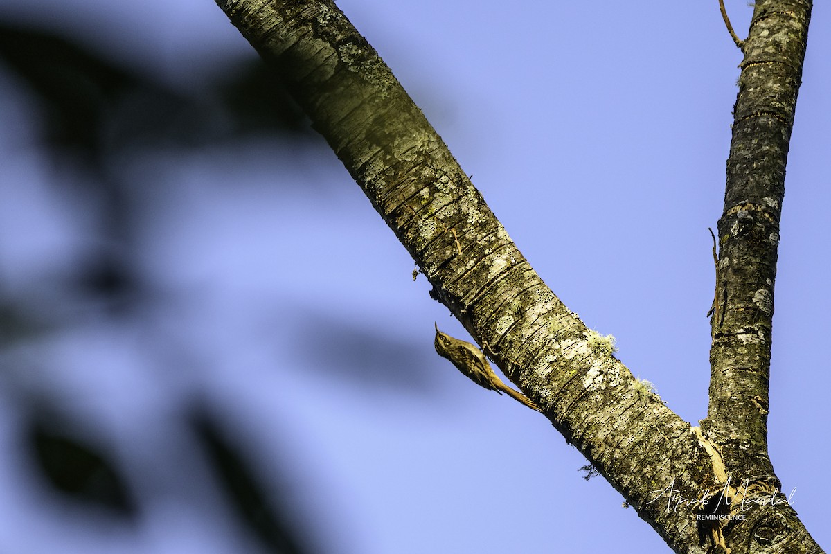 Sikkim Treecreeper - ML647558303