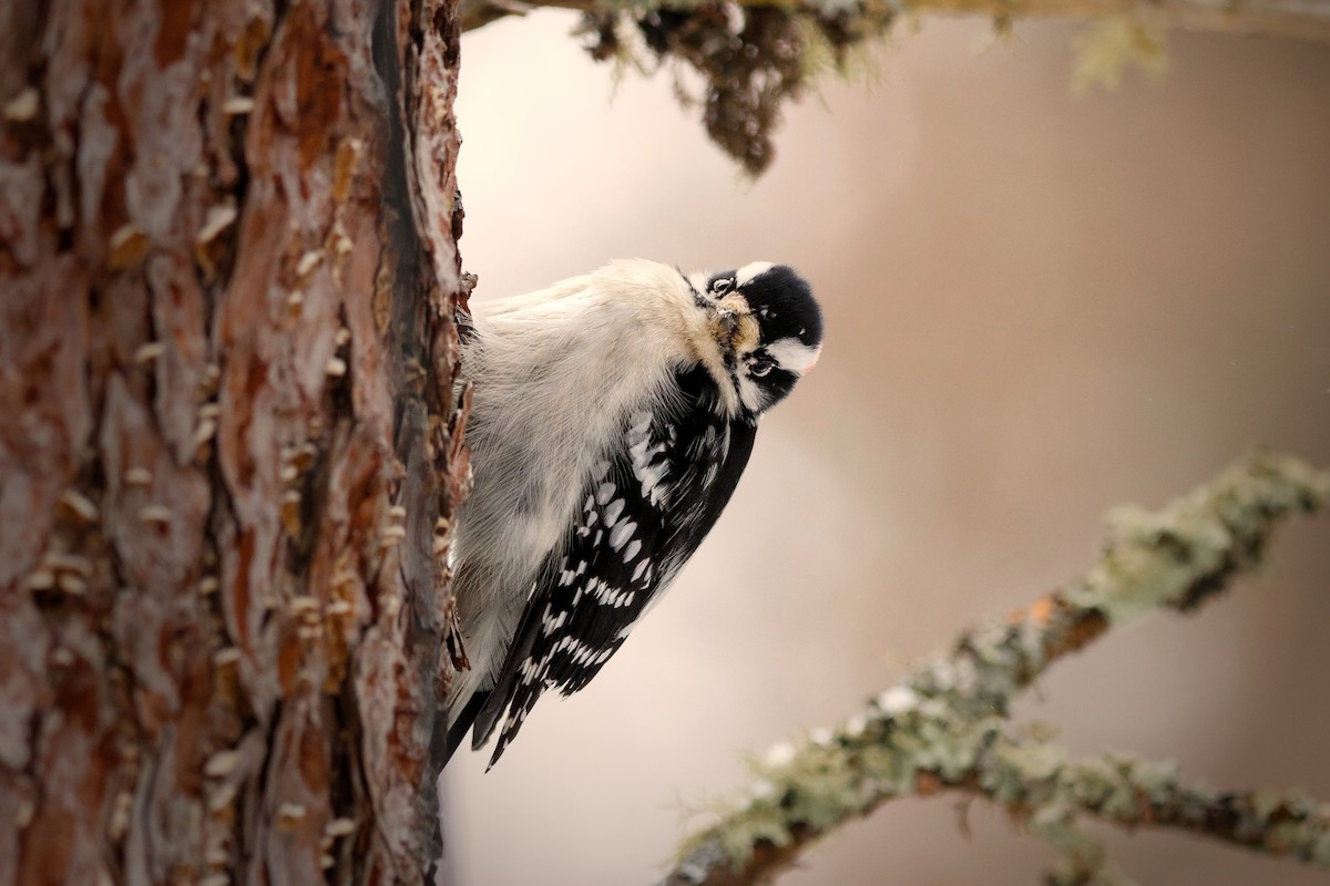 Downy Woodpecker - ML647558304