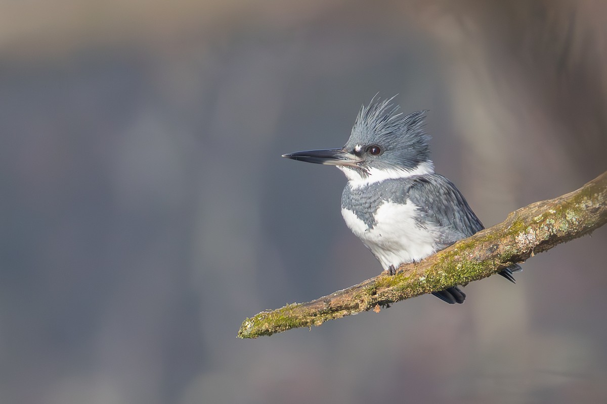 Belted Kingfisher - ML647558305
