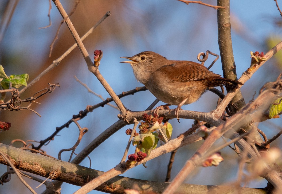 Northern House Wren - ML647558307