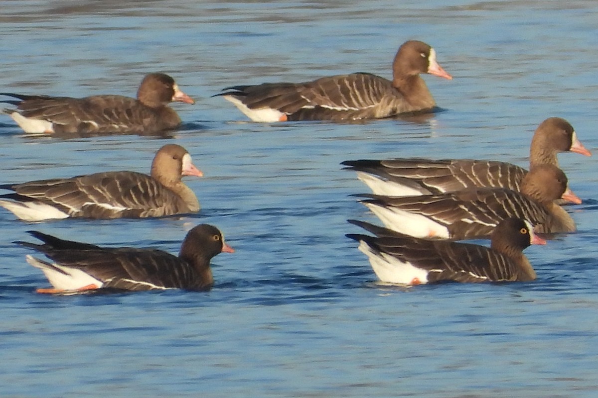 Гуска мала - ML647558308