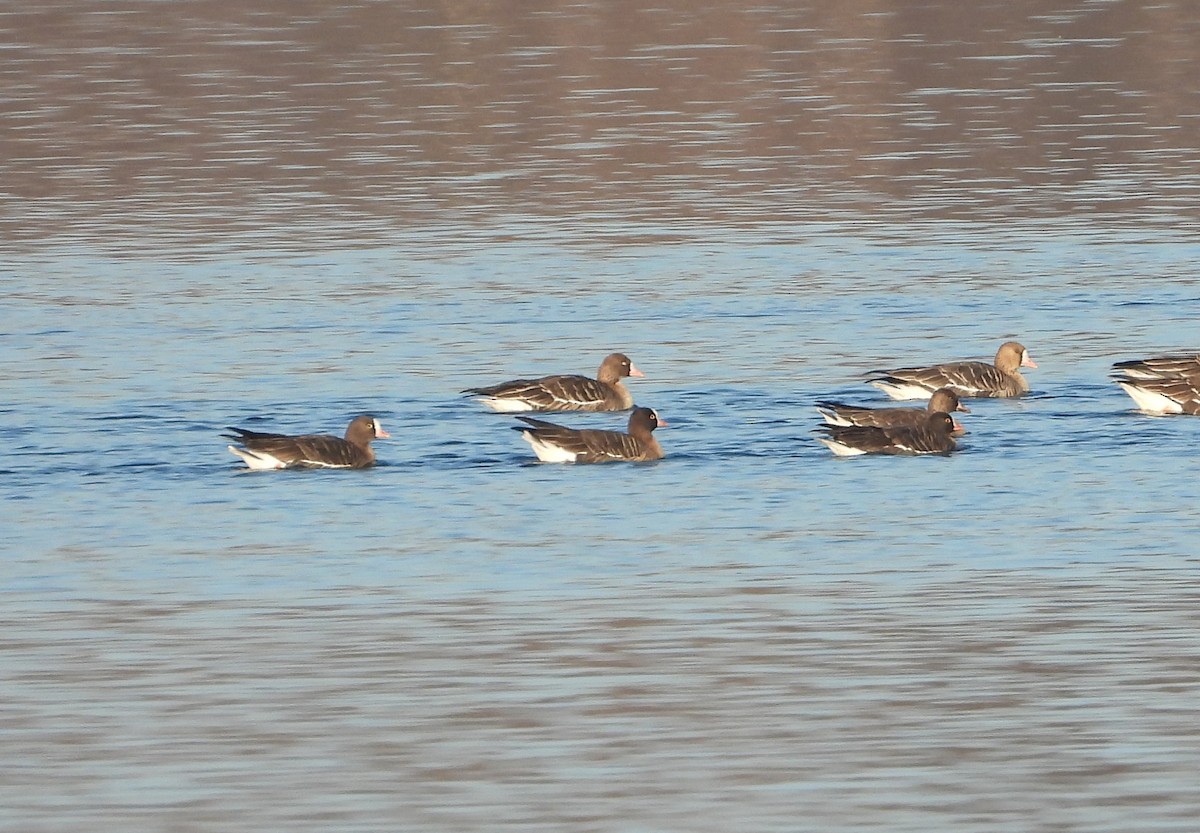 Гуска мала - ML647558309