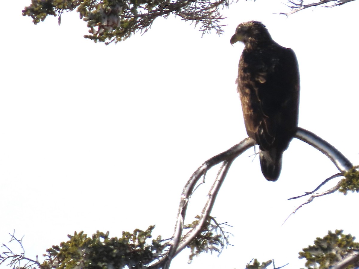 Bald Eagle - ML647558313