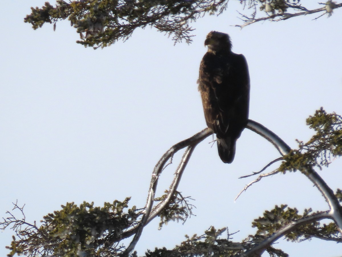 Bald Eagle - ML647558314