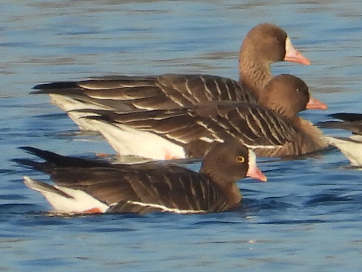 Гуска мала - ML647558315